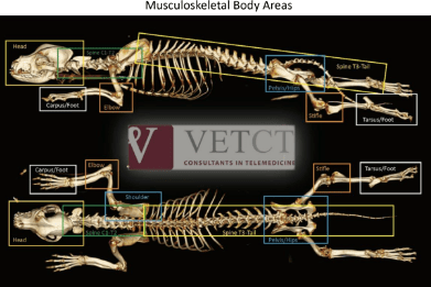 example 01 musculoskeletal body areas