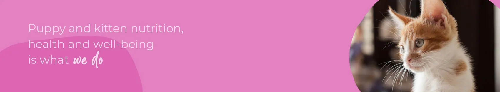 Start of Life for Your Puppy or Kitten