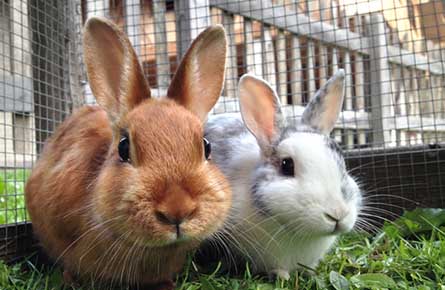 Rabbit Dental Care