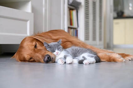 Cat dog sleeping on floor