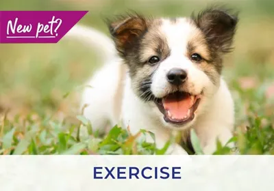 Worksop vets discuss exercising your puppy and kitten