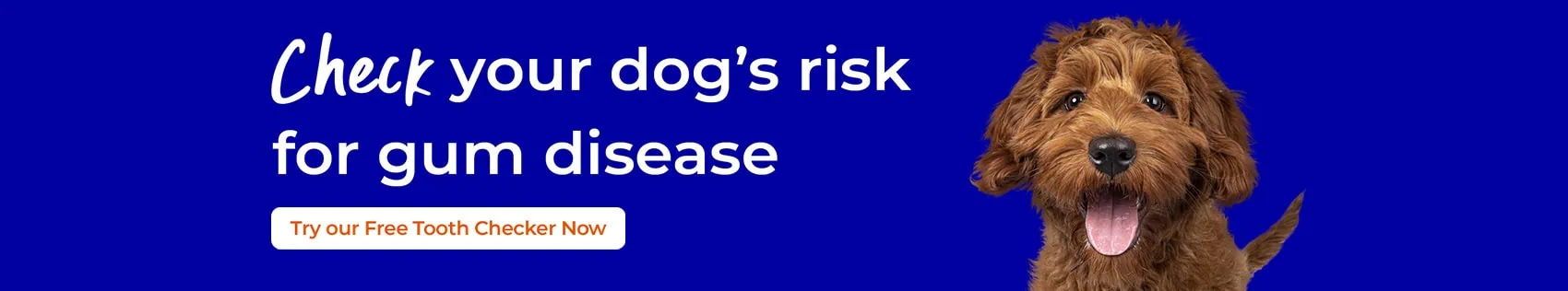 Dog Dental Care