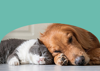 Pet Health for Life Dog and Cat